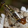 350432 – Photo : Liliane Delattre – France (30)